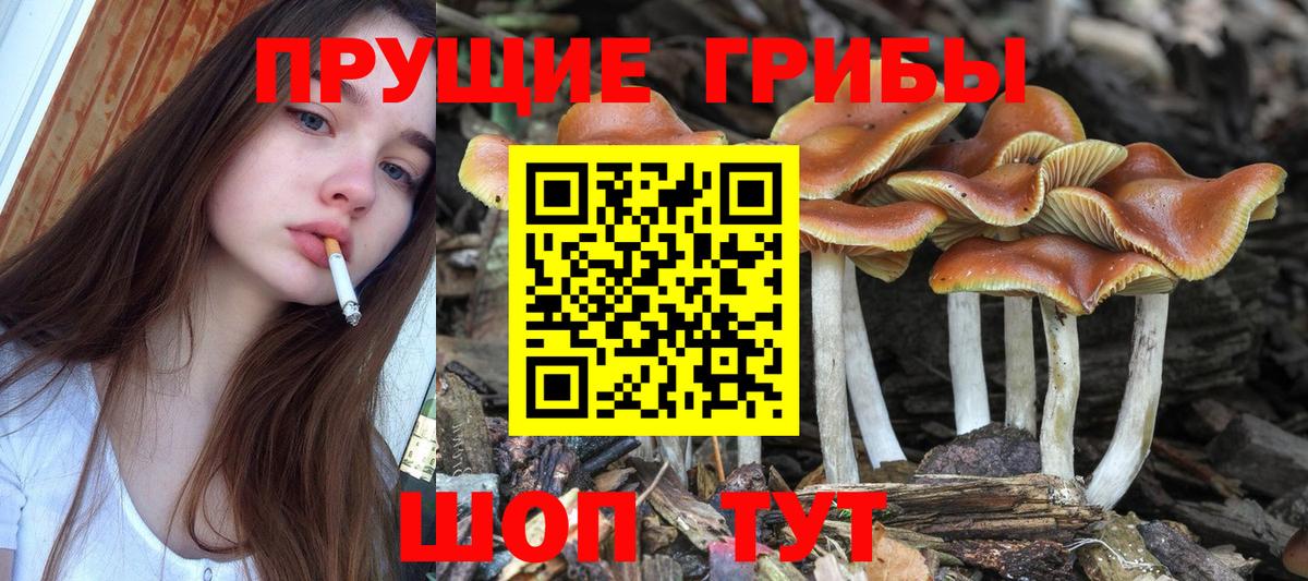 Псилоцибиновые грибы GOLDEN TEACHER Нерюнгри